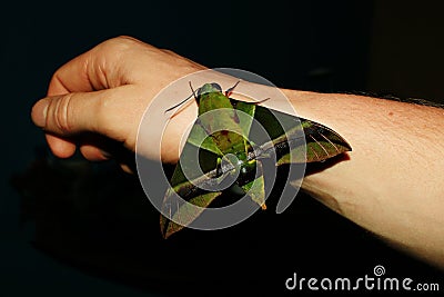 Detailed Close up of the head of a hawk moth or Sphingidae sitting on an arm in Ecuador Stock Photo