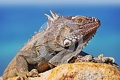 Detailed close up of a Iguana Lizards head sunbathing on a rock Stock Photo