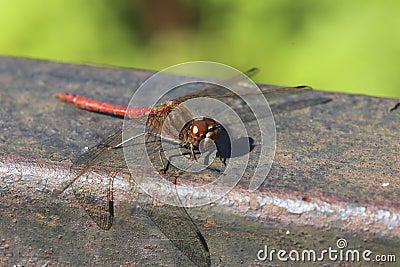 Detailed close up macro shot of a male nomad or red veined darter dragonfly Sympetrum fonscolombii sitÐµing with open wings on an Stock Photo