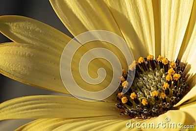 A detailed close up portrait of a yellow spannish daisy in spring. Stock Photo