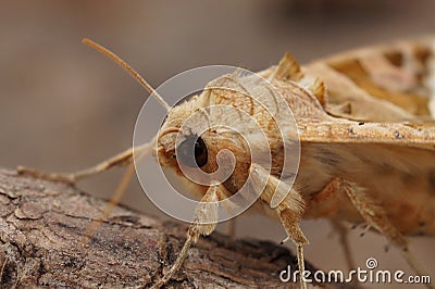 Closeup of the Angle shades moth, Phlogophora meticulosa sitting on wood Stock Photo