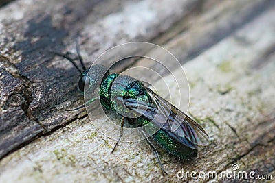 Closeup on a beautiful mettalic green cuckoo jewel wasp, Trichrysis cyanea sitting on, wood Stock Photo
