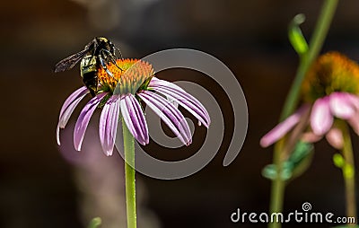 Detailed Closeup of a Beautiful Pink or Purple Coneflower Stock Photo