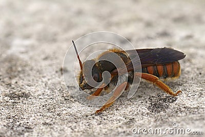 Detailed closeup on the coloreful spotted red-resin bee, Rhodanthidium sticticum sitting on a stone Stock Photo