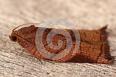 Closeup on the colorful Large Fruit-tree Tortrix moth, Archips podana in the garden Stock Photo