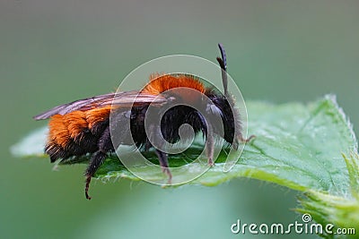Closeup on a colorful red and black female Tawny mining bee , Andrena fulva sitting on a green leaf Stock Photo