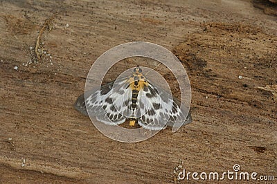 Closeup on the colorful white , brown and orange small magpie moth, Anania hortulata Stock Photo