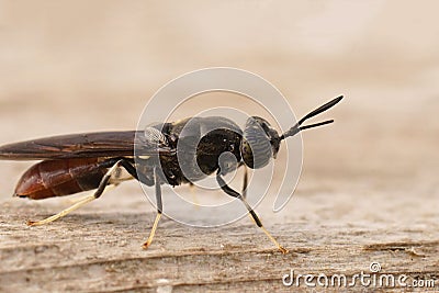 Detailed closeup on a cosmopolitian diptera species, the black soldier fly, Hermetia illucens sitting on wood Stock Photo