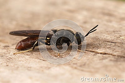 Detailed closeup on a cosmopolitian diptera species, the black soldier fly, Hermetia illucens sitting on wood Stock Photo