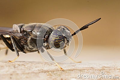 Detailed closeup on a cosmopolitian species, the black soldier fly, Hermetia illucens Stock Photo