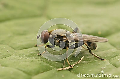 Closeup on a Dark-shinned Leaf Licker, Xylota abiens sitting on a leaf Stock Photo