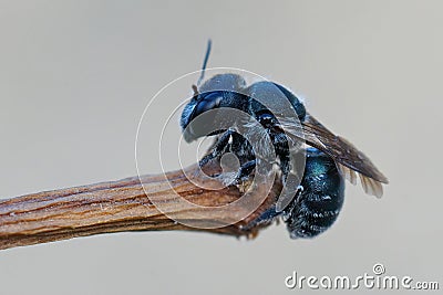 Detailed closeup of a female blue mason bee , Osmia caerulescens Stock Photo