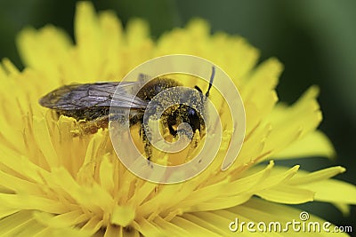 Closeup on a female grey-gastered mining bee, Andrena tibialis, sitting in a yellow dandelion flower Stock Photo