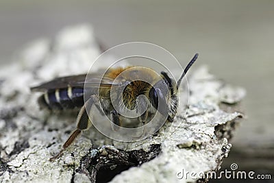 Closeup on a female Short-fringed mining bee, Andrena dorsata sitting on a piece of wood Stock Photo