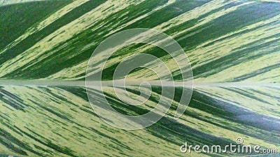 A closeup of a variegated hosta leaf. Stock Photo