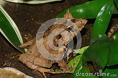 Closeup on Gunther's Triangle Frog, Cornufer guentheri sitting on a leaf Stock Photo