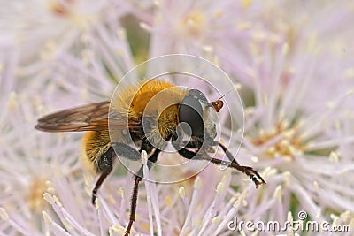 Detailed closeup on the hairy, fluffy, Variable Bear Hoverfly, Criorhina berberina sitting on a pink Tahlictrum flower Stock Photo