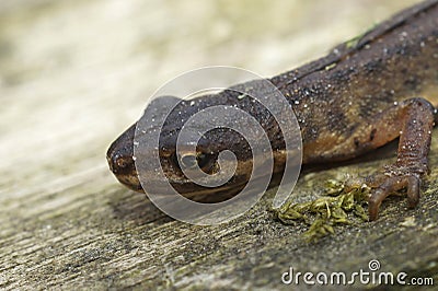 Closeup on the head of a male, smooth new Lissotriton vulgaris vulgaris, male Stock Photo