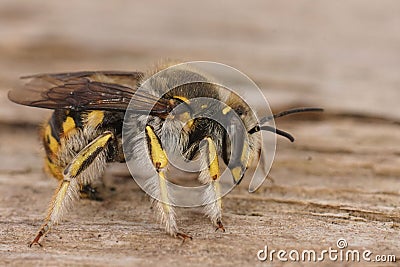 Closeup on a male European common carder bee, Anthidium manicatum sitting on wood Stock Photo