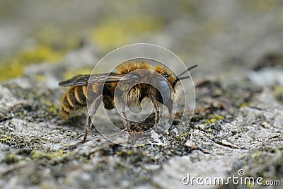 Closeup on a Mediterranean blue-eyed, male Hoplitis perezi solitary bee with brown to orange hairs Stock Photo