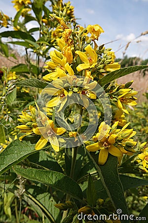 Closeup on an rich fowering aggregation of Yellow loosestrife , Lysimachia vulgaris, in a wetland area Stock Photo