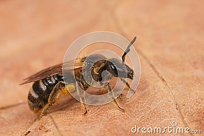 Detailed closeup shot of a female White-zoned furrow bee, Lasioglossum leucozonium Stock Photo