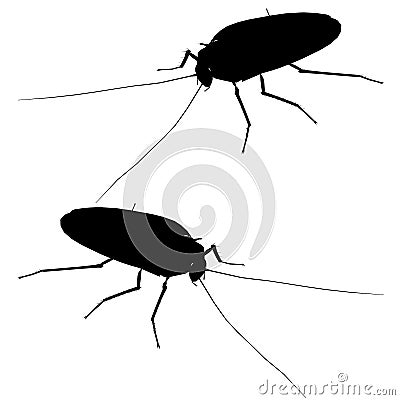 Detailed cockroach silhouette. Isometric view. Cockroach isolated on white background. Vector illustration Vector Illustration