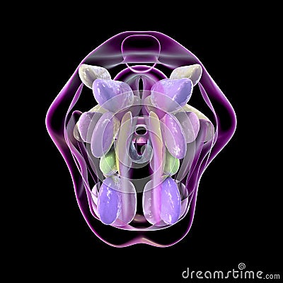 Hypothalamic nuclei, 3D illustration Cartoon Illustration