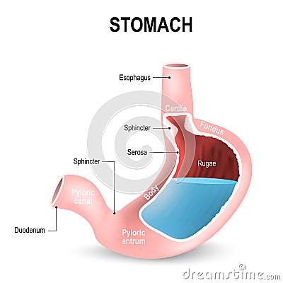 Detailed diagram of the structure from inside of the stomach Vector Illustration