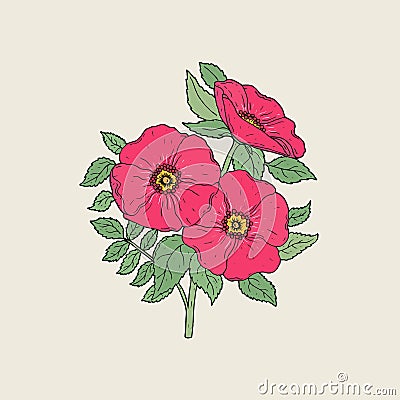 Detailed drawing of beautiful dog roses growing on stem with leaves. Pink blooming flowers hand drawn in elegant antique Vector Illustration