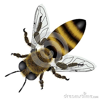 Detailed drawing of bee with transparent wings Vector Illustration