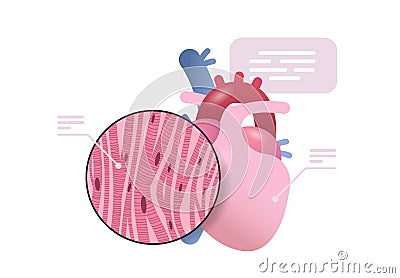 detailed explanation anatomical heart structure human body internal organ anatomy medicine healthcare concept Vector Illustration