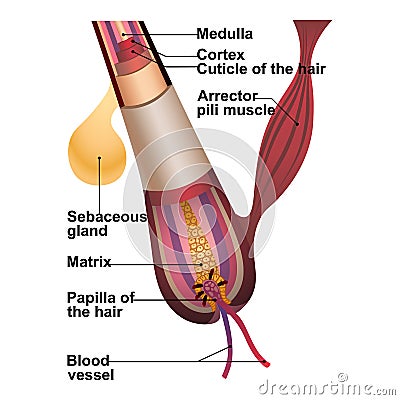 Detailed explanation of hair structure and anatomy Vector Illustration