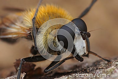 Detailed facial closeup on the Buff-tailed Bear hoverfly, Criorhina floccosa Stock Photo