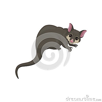 Detailed flat vector icon of brushtail possum with pink nose and ears. Australian marsupial animal. Wild creature Vector Illustration