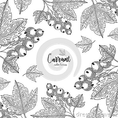 Detailed frame with currant berries. Vintage botanical engraving illustration of currant. Applicable for menu, flyer, label, poste Vector Illustration