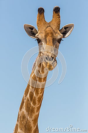 Detailed front view portrait of male giraffe head and neck, blue sky Stock Photo