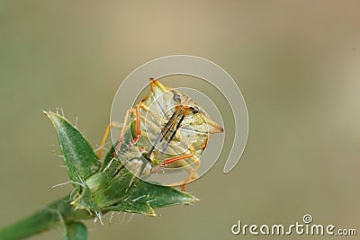 Frontal upward angle closeup on a colorful mediterranean shieldbug, Carpocoris mediterraneus atlanticus Stock Photo