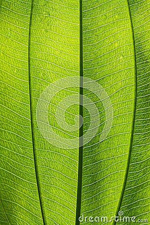 Detailed green Leaf Stock Photo
