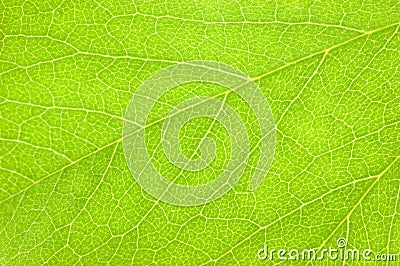 Detailed Green Leaf Macro Pattern Background Texture Closeup, Textured Horizontal Copy Space Stock Photo