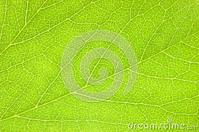 Detailed Green Leaf, Textured Macro Closeup, Large Detailed Horizontal Background Texture Pattern Copy Space Stock Photo