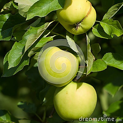 Detailed green summer apples on the tree before harvest Stock Photo