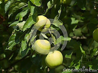 Detailed green summer apples on the tree before harvest Stock Photo