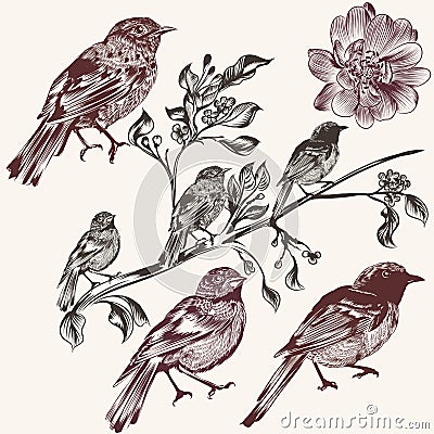 Detailed hand drawn birds set in vintage style Stock Photo