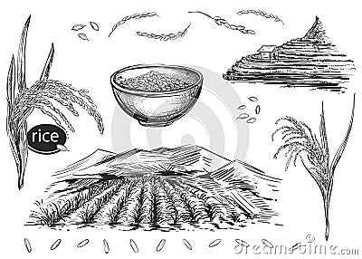 Detailed hand drawn black and white illustration set of rice grain, plant, field. sketch. Vector. Elements in graphic Vector Illustration