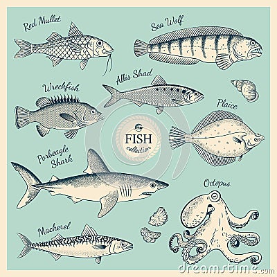 Vintage fish illustration set Vector Illustration