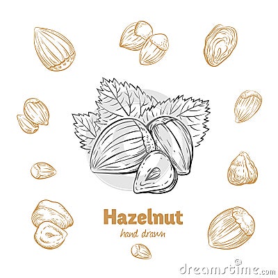 Hazelnuts vector hand-drawn illustration Vector Illustration