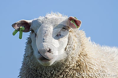 Detailed head of a sheep with blue background Stock Photo