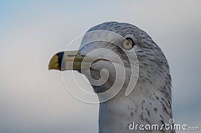 Detailed head shot of a gull Stock Photo