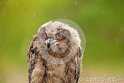 A detailed head of a six week old owl chick eagle owl. With orange eyes Stock Photo